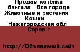 Продам котёнка бенгала - Все города Животные и растения » Кошки   . Нижегородская обл.,Саров г.